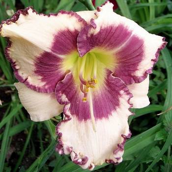 Лилейник Hemerocallis ‘Blueberry Cream’